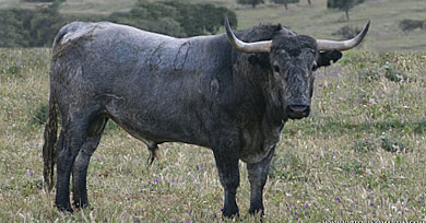 Uno de los seis toros de Victorino que lidiar Talavante.