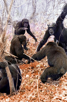 Chimpancs usando herramientas. | D. B.