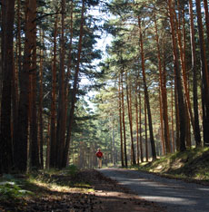 Imagen del Bosque de Valsan