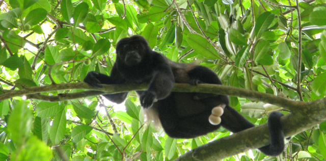 Un mono aúllador en el Parque Nacional de Corcovado (Costa Rica). | Pablo Herreros