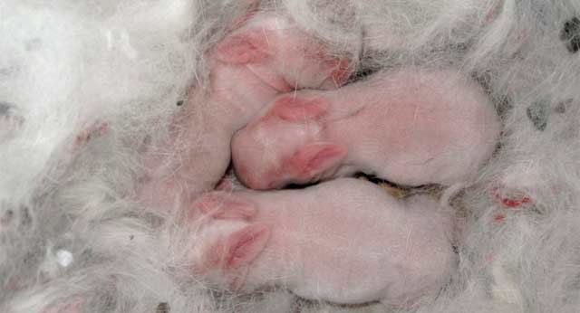 Imagen de las cras de conejos nacidas de vulos congelados. | Efe