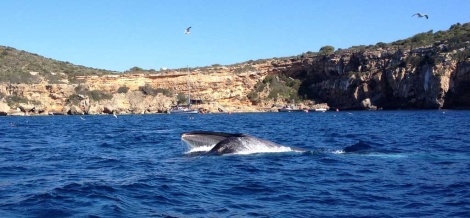 Una ballena en aguas de Ibiza. | OctopusC