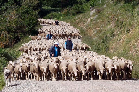 Imagen de archivo de la llegada de pastores trashumantes a Oncala (Soria). | C. Ortega / Ical
