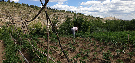 Campo de cultivo en Cortes de Palls. | E.M.