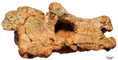 Uno de los cráneos fosilizados hallados en Níger.|Linda Tsuji.
