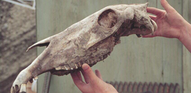 Crneo de un caballo del Pleistoceno hallado en Yukon. | D.G. Froese