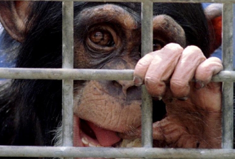 Un chimpanc en un laboratorio de experimentacin en Rijswijk (Pases Bajos). | Reuters