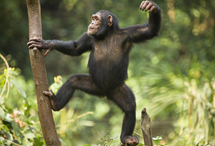 Una hembra de chimpanc. | I.B.