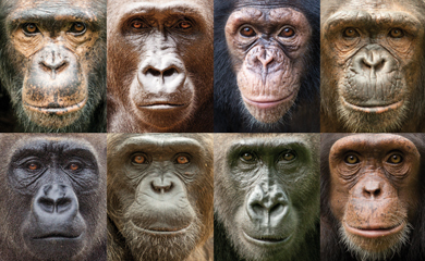 Retratos de gorilas y chimpancs. | Ian Bickerstaff