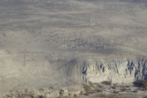 Geoglifos del desierto de Atacama (Chile). | Ecoarqueología