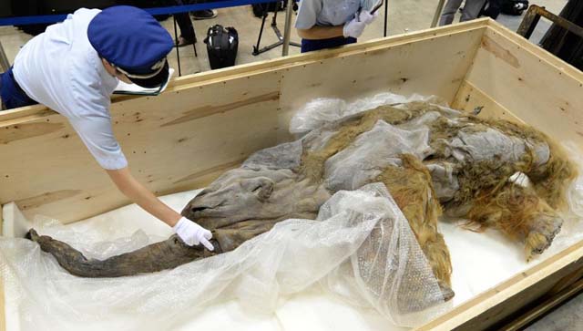 El mamut lanudo Yuka en la exhibicin en Japn. | AFP
