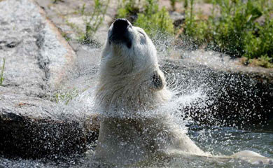 Un oso polar se baa en el zoolgico de Berln, Alemania. | Matthias Balk (Afp)