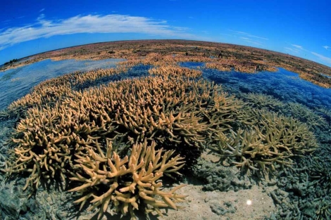 Gran Barrera de Coral en Australia. | Greenpeace