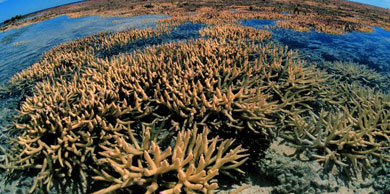 Imagen de la Gran Barrera de Coral
