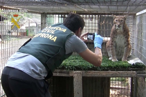 La Guardia Civil intercept 123 animales exticos en su 'zoo' y en varios aeropuertos.