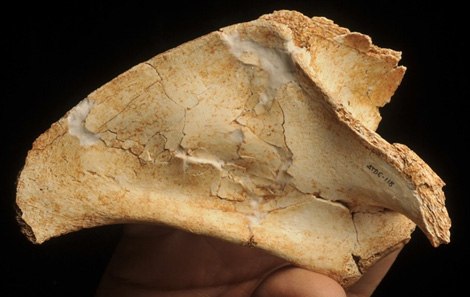 Omóplato infantil hallado en Atapuerca. | IPHES