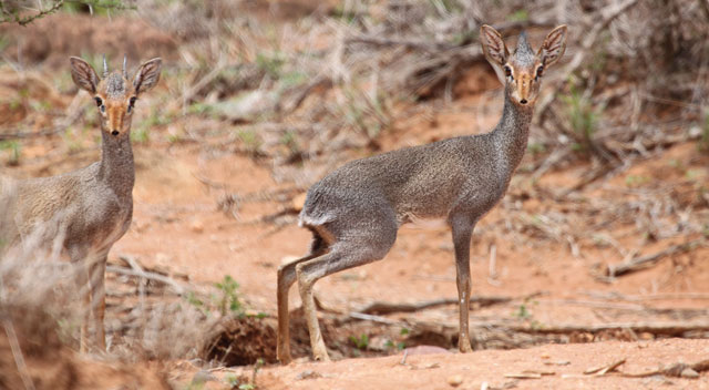 El antlope macho sigue a su pareja mientras busca comida para que no copule con otros machos.| Pete Brotherton