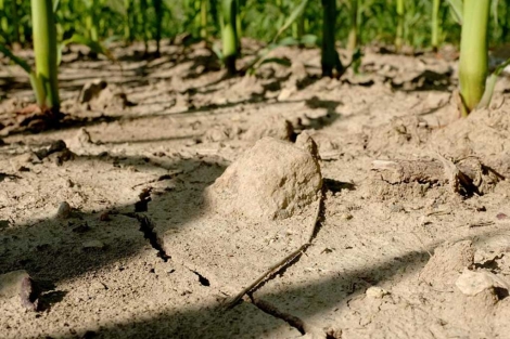 Terreno seco en un campo de maz en Repblica Checa. | Efe