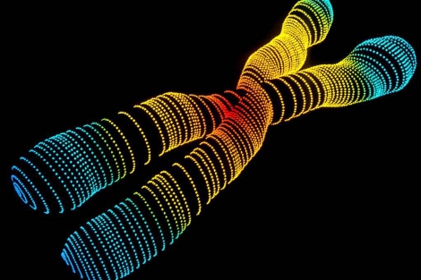 Recreación en 3D del cromosoma 'X'. | Alfred Pasieka