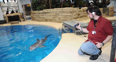 Experimento con la delfn Allison en el Zoo Brookfield.| JimSchulz/Chicago Zoological Society.