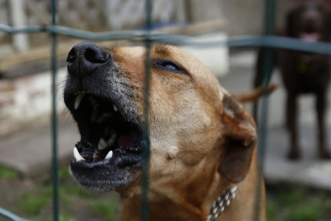 Piden cadena para los dueños de perros asesinos en el Reino Unido | Mundo | elmundo.es