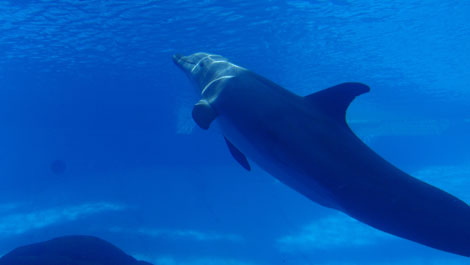 El delfn Kai bajo el agua durante una prueba. | Jason Bruck