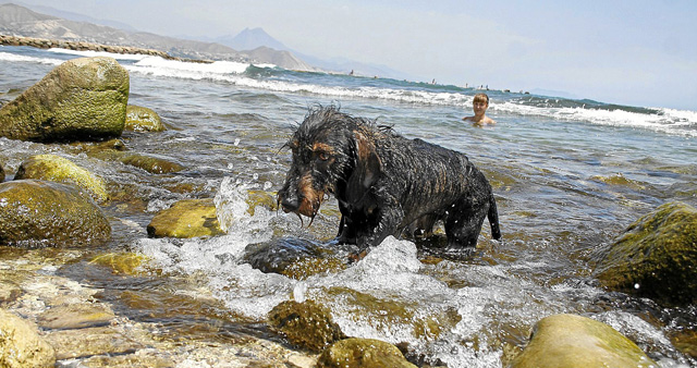 Una mujer se baña en la cala de El Campello junto a su perro. | P.Rubio
