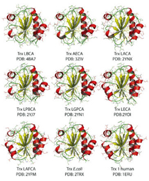 Representación de7 tiorredoxinas resucitadas y de 'E. coli' y tiorredoxina humana. / A. Ingles-Prieto