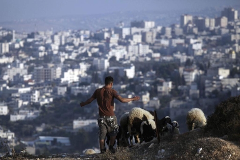 Un pastor palestino cuida a sus ovejas al sur del barrio israel de Gilo.| Efe
