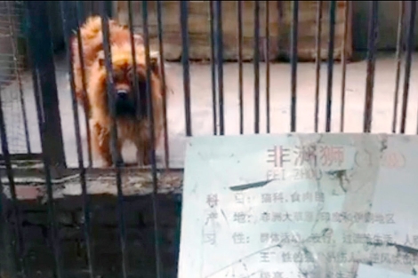 Uno de los perros disfrazados de len. | South China Morning Post