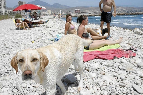 La presencia de bañistas con y sin mascotas ha dado lugar a enfrentamientos. | P.Rubio