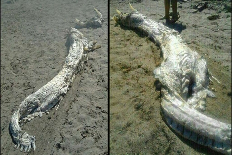 Los restos del extrao animal hallados en la playa de Luis Siret. | Efe