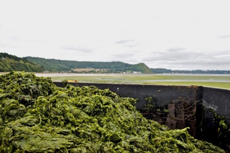 Acumulacin de algas en la costa francesa.| G. Raffenel/Efe
