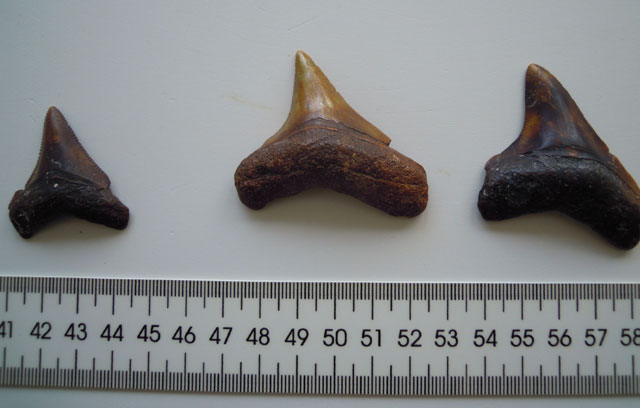 Tres de los fósiles de dientes de megalodón hallados en Canarias.| IEO