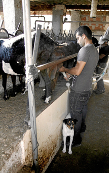 Natanael ordea a sus cabras. | P.Rubio