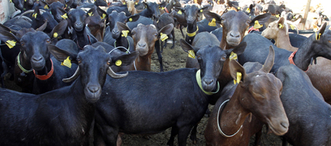 La finca, en el interior de Alicante, comprende 300 cabezas de ganado. | P.Rubio