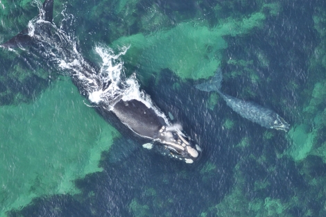 Dos ejemplares de ballena austral. | FBBVA