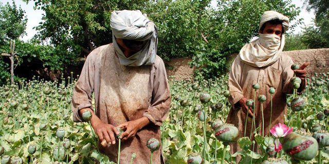 Dos hombres recogen opio en el distrito afgano de Nadali.
