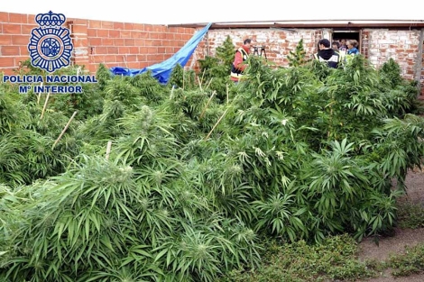 Imagen de la plantacin de marihuana. | Efe
