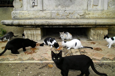 Varios gatos callejeros en los jardines de Viveros. | E.M.