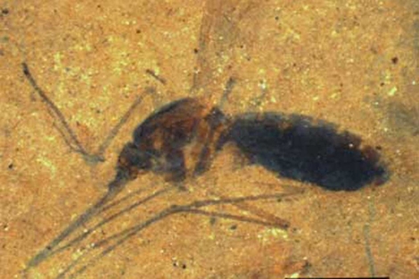 Imagen del mosquito fosilizado. | PNAS
