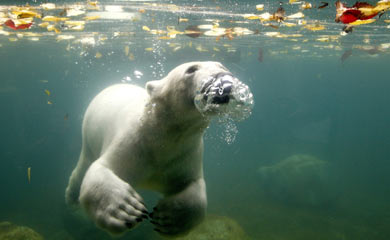 El oso polar Luka, nada por su nuevo hogar. | Roland Weihrauch (Efe)