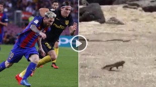Messi y el vdeo viral de la iguana que escapa de las serpientes
