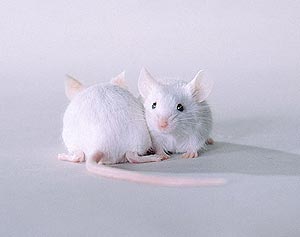 Dos ejemplares de ratn blanco. (Foto: Agefotostock)