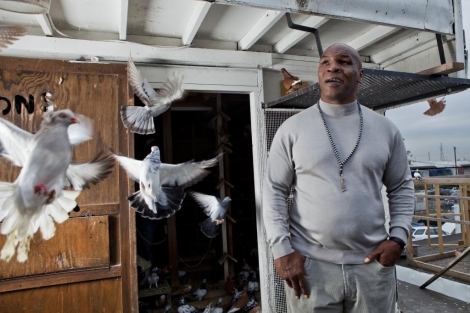 Mike Tyson, en una de sus aficiones, el mundo de las palomas. (MAT SZWAJKOS)