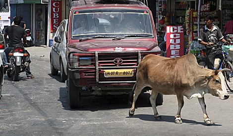Una vaca por las calles de Nueva Delhi