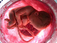 Imagen del documental 'En el vientre materno' (National Geographic Channel | EFE)