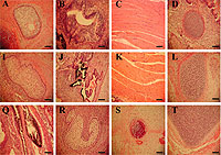 Imágenes de los diferentes cultivos celulares. (Foto: 'Science')