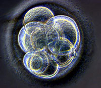 Imagen del embrión humano clonado por la Universidad de Newcastle (Foto: EFE | RBM Online)