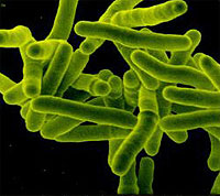 Bacilo causante de la tuberculosis.